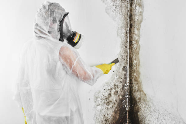 Best Basement Mold Removal  in Swansea, IL